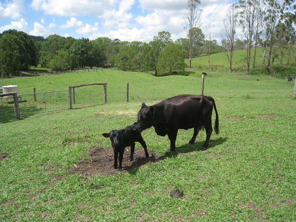 Jacaranda Creek Farmstay And B&B Sunshine Coast Exterior photo