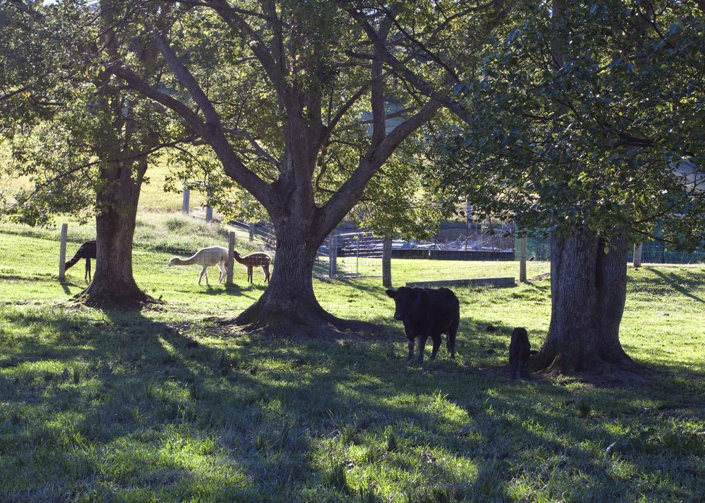 Jacaranda Creek Farmstay And B&B Sunshine Coast Exterior photo