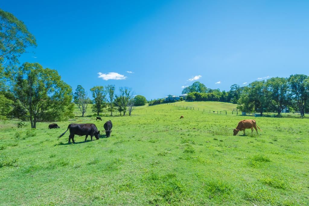 Jacaranda Creek Farmstay And B&B Sunshine Coast Exterior photo