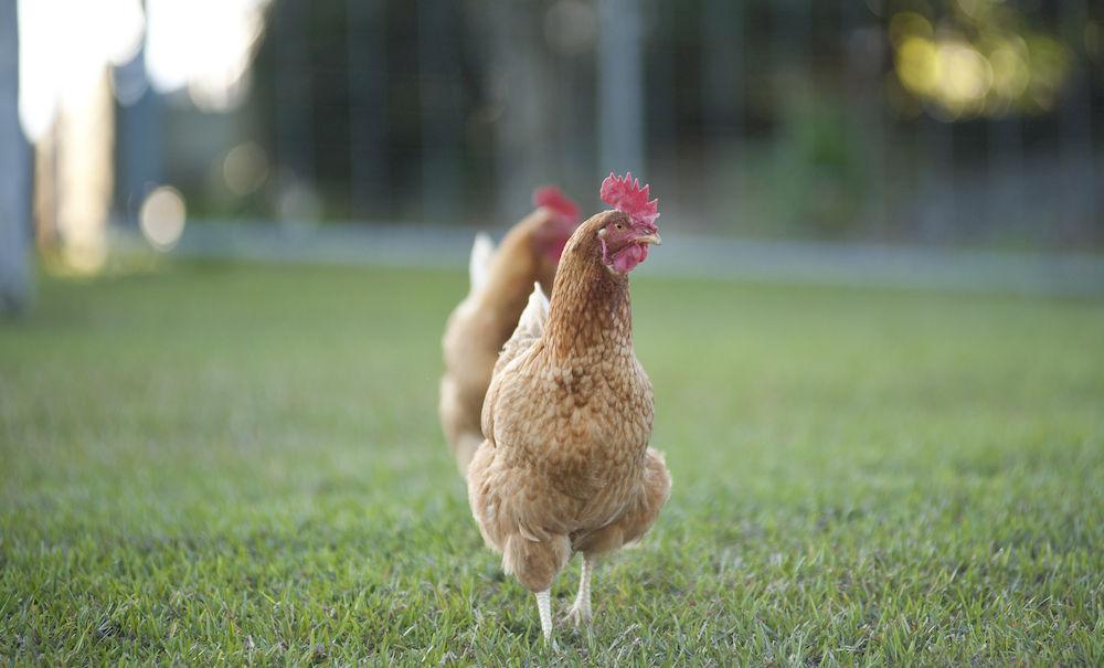 Jacaranda Creek Farmstay And B&B Sunshine Coast Exterior photo