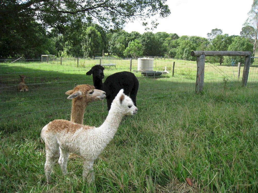 Jacaranda Creek Farmstay And B&B Sunshine Coast Exterior photo